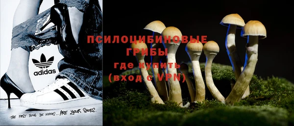 прущие грибы Баксан